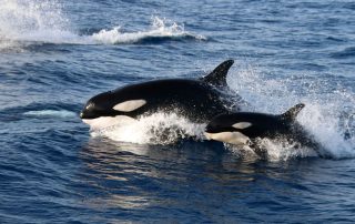 Avistamiento de cetáceos en Tarifa
